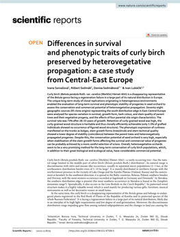 Differences in Survival and Phenotypic Traits of Curly Birch