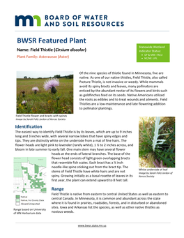Field Thistle (Cirsium Discolor) Indicator Status: • GP & MW: FACU Plant Family: Asteraceae (Aster) • NC/NE: UPL