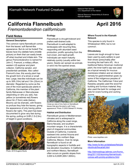 California Flannelbush April 2016 Fremontodendron Californicum