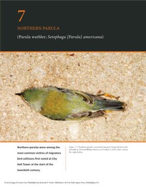 NORTHERN PARULA (Parula Warbler; Setophaga [Parula] Americana)