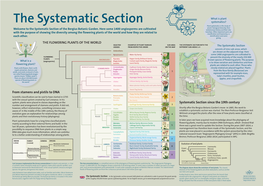 The Systematic Section