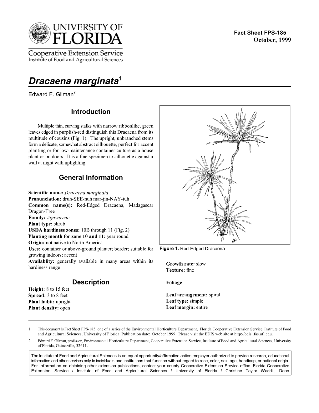 Dracaena Marginata1