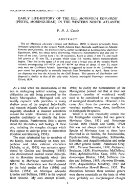 Early Life-History of the Eel &lt;I&gt;Moringua Edwardsi&lt;/I&gt; (Pisces, Moringuidae) in the Western North Atlantic