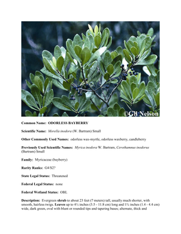 ODORLESS BAYBERRY Scientific Name: Morella Inodora