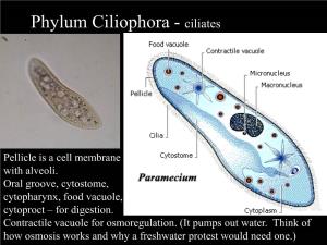Phylum Ciliophora - Ciliates