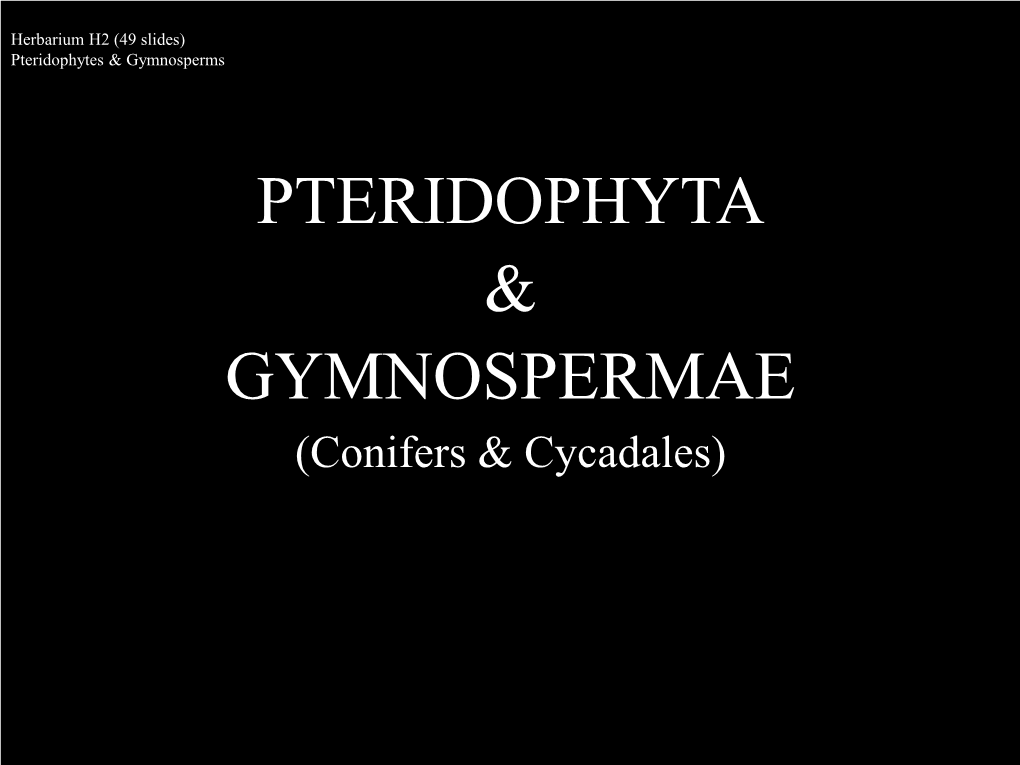 Pteridophyta & Gymnospermae