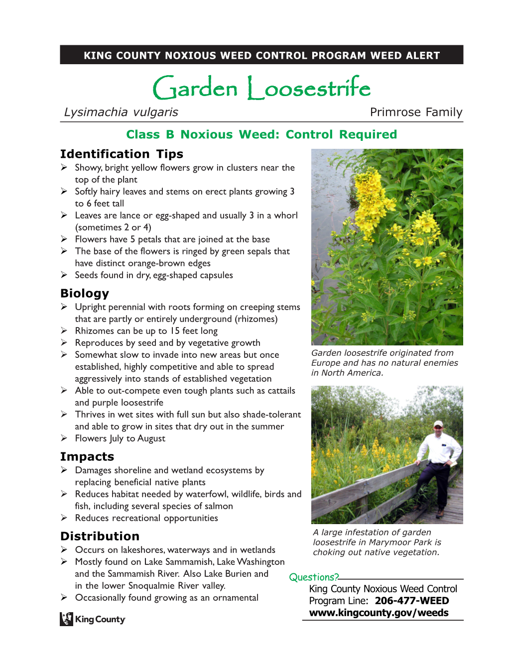 Garden Loosestrife (Lysimachia Vulgaris)