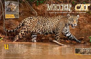 A Jaguar Doesn't Mind Getting Its Feet Wet—Or Its Whole Body!