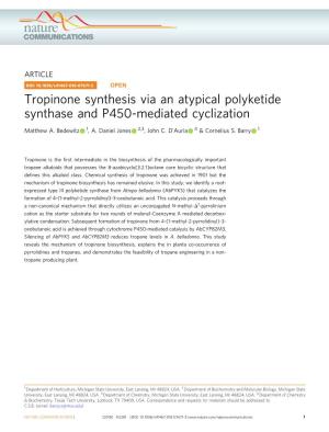 Tropinone Synthesis Via an Atypical Polyketide Synthase and P450-Mediated Cyclization