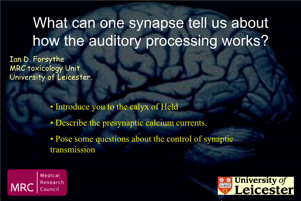 What Can One Synapse Tell Us About How the Auditory Processing Works?