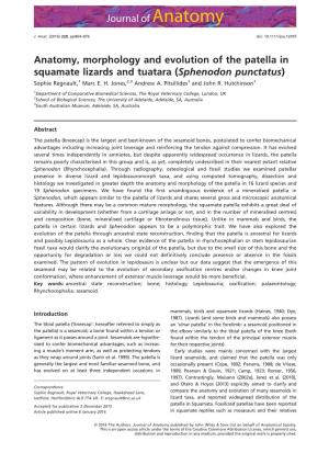 Anatomy, Morphology and Evolution of the Patella in Squamate Lizards and Tuatara (Sphenodon Punctatus) Sophie Regnault,1 Marc E
