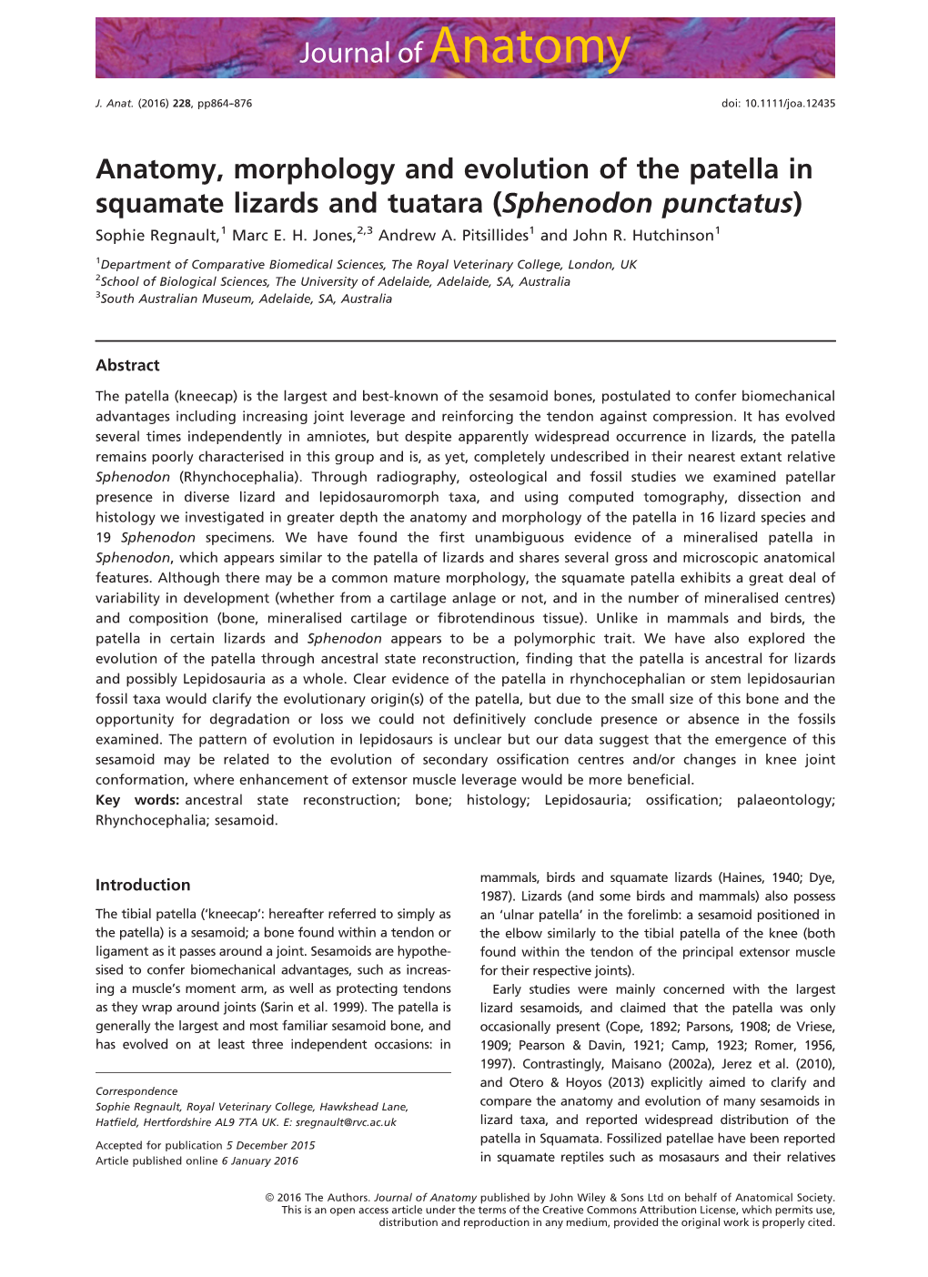 Anatomy, Morphology And Evolution Of The Patella In Squamate Lizards 