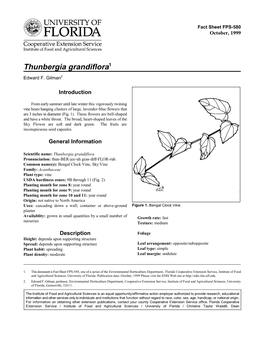 Thunbergia Grandiflora1