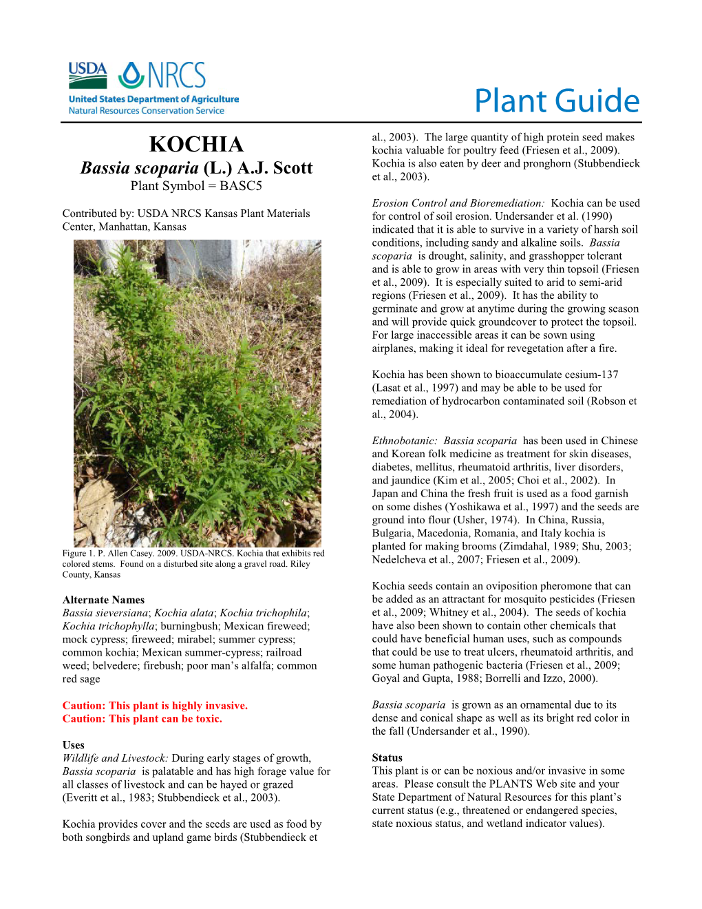Kochia, Bassia Scoparia, Plant Guide