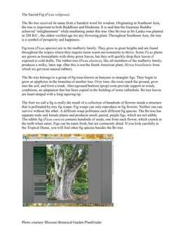 The Sacred Fig (Ficus Religiosa) the Bo Tree Received Its Name from A