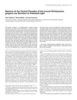 Neurons of the Central Complex of the Locust Schistocerca Gregaria Are Sensitive to Polarized Light