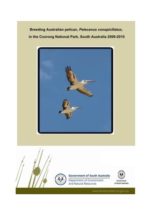 Breeding Australian Pelican, Pelecanus Conspicillatus, in the Coorong National Park, South Australia 2009-2010