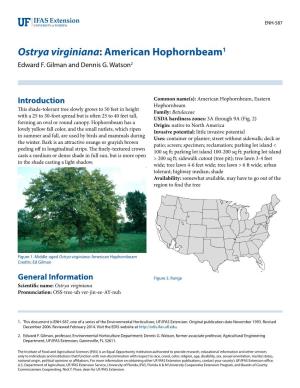 Ostrya Virginiana: American Hophornbeam1 Edward F