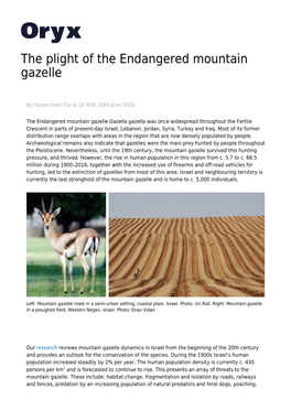 The Plight of the Endangered Mountain Gazelle