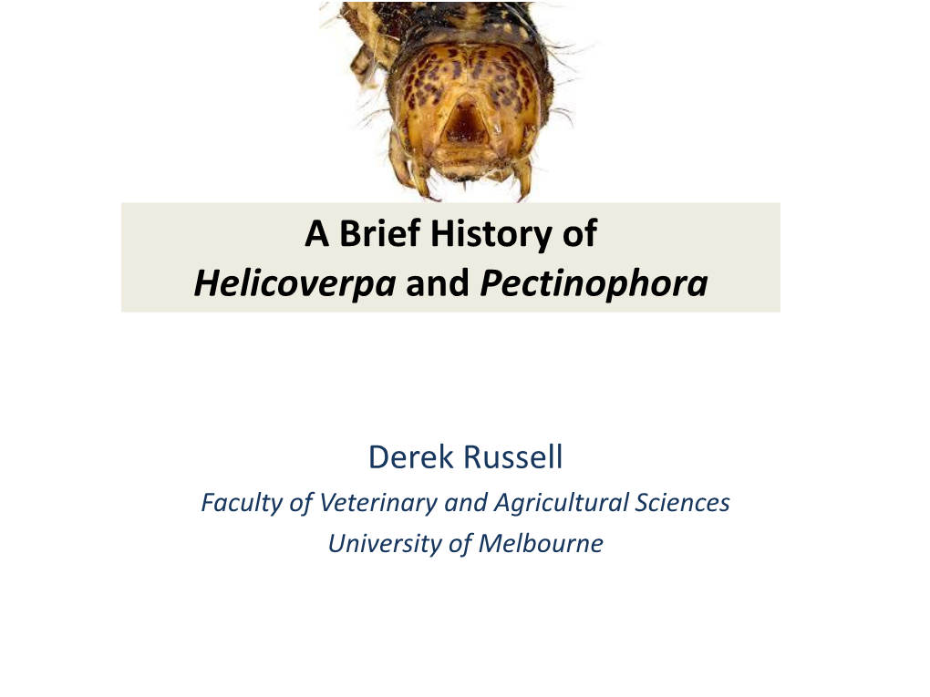 A Brief History of Helicoverpa and Pectinophora