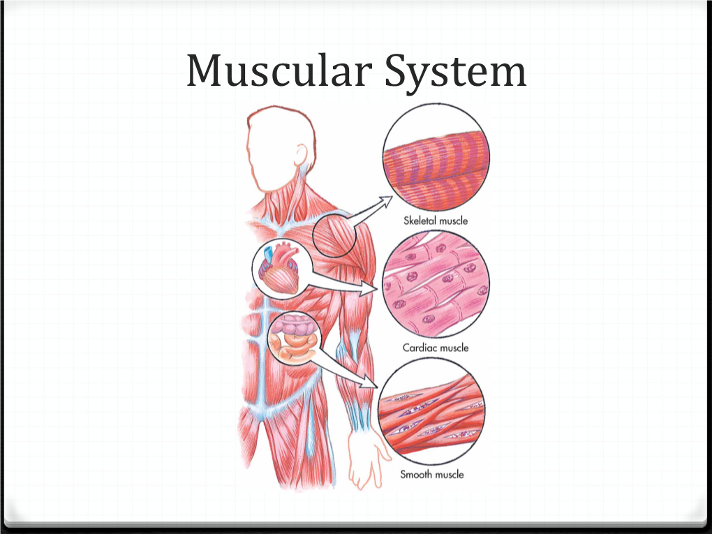 Muscular System 2018