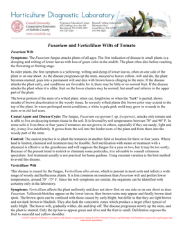 Fusarium and Verticillium Wilts of Tomato Fusarium Wilt Symptoms: the Fusarium Fungus Attacks Plants of All Ages