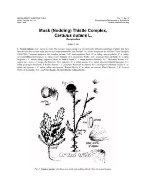 (Nodding) Thistle Complex, Carduus Nutans L. Compositae