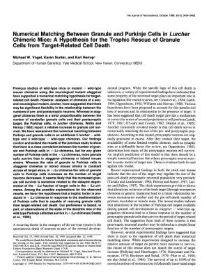 Numerical Matching Between Granule and Purkinje Cells in Luncher Chimeric Mice: a Hypothesis for the Trophic Rescue of Granule Cells from Target-Related Cell Death