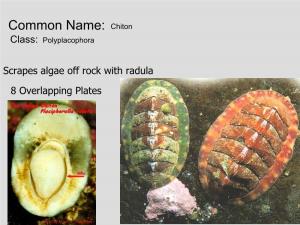 Common Name: Chiton Class: Polyplacophora