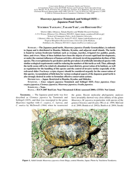 Mauremys Japonica (Temminck and Schlegel 1835) – Japanese Pond Turtle