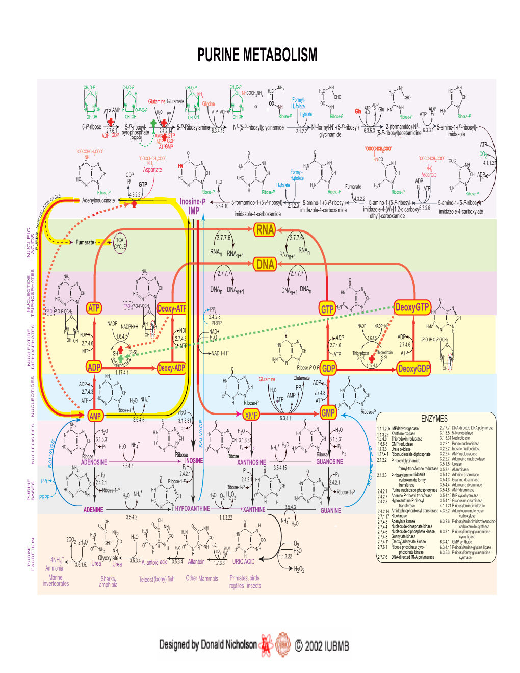 Purine Metabolism