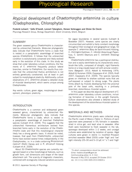 Atypical Development of Chaetomorpha Antennina in Culture