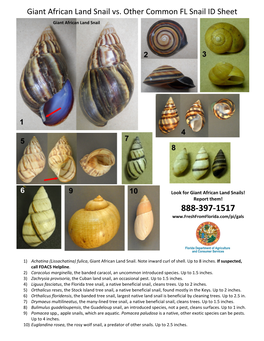 Giant African Land Snail Vs. Other Common FL Snail ID Sheet