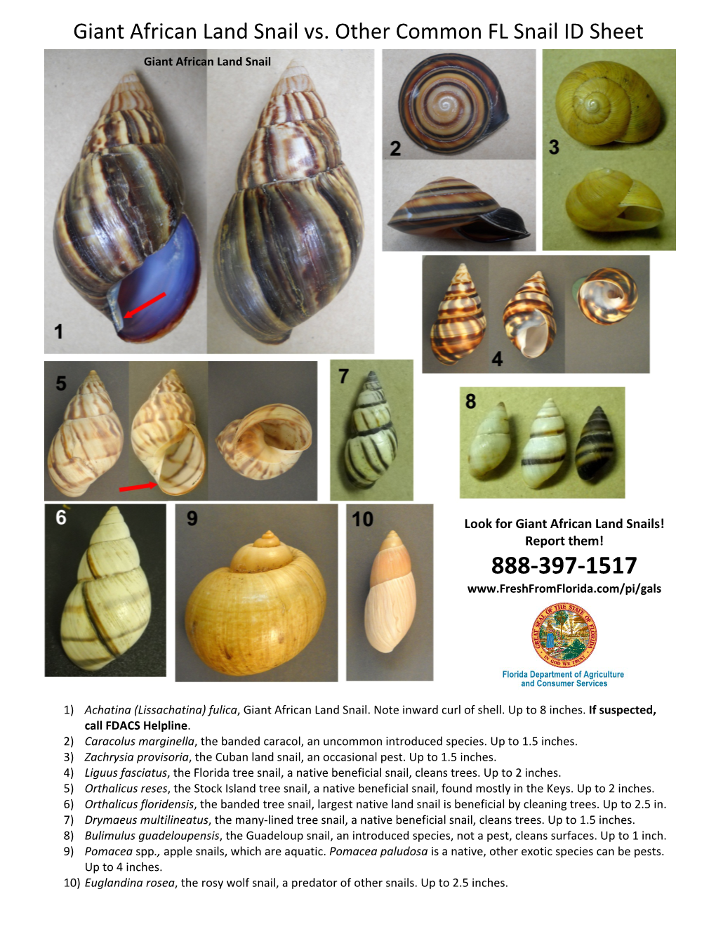 Giant African Land Snail Vs. Other Common FL Snail ID Sheet DocsLib