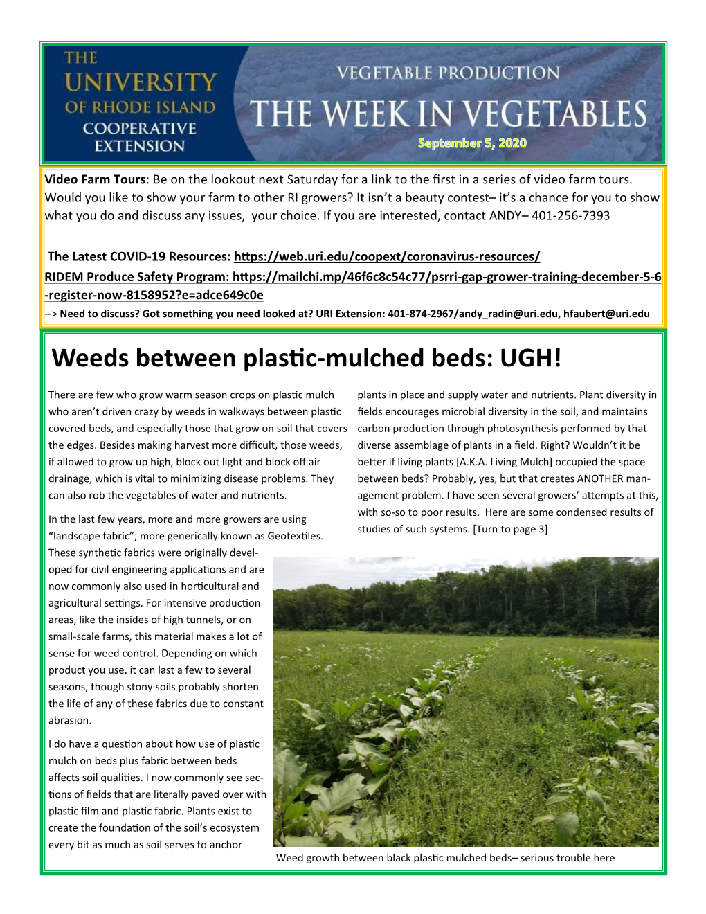 Weeds Between Plastic-Mulched Beds: UGH!