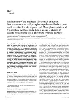 Replacement of the Antifreeze-Like Domain of Human N-Acetylneuraminic Acid Phosphate Synthase with the Mouse Antifreeze-Like