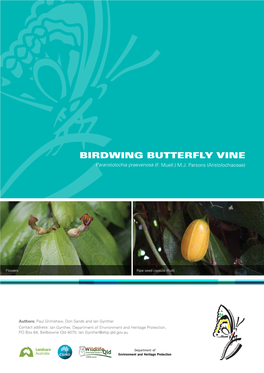 BIRDWING BUTTERFLY VINE Pararistolochia Praevenosa (F