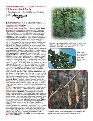 American Hazelnut Corylus Americana Betulaceae—Birch Family by Tom Reaume © 2011 Nature Manitoba Grant