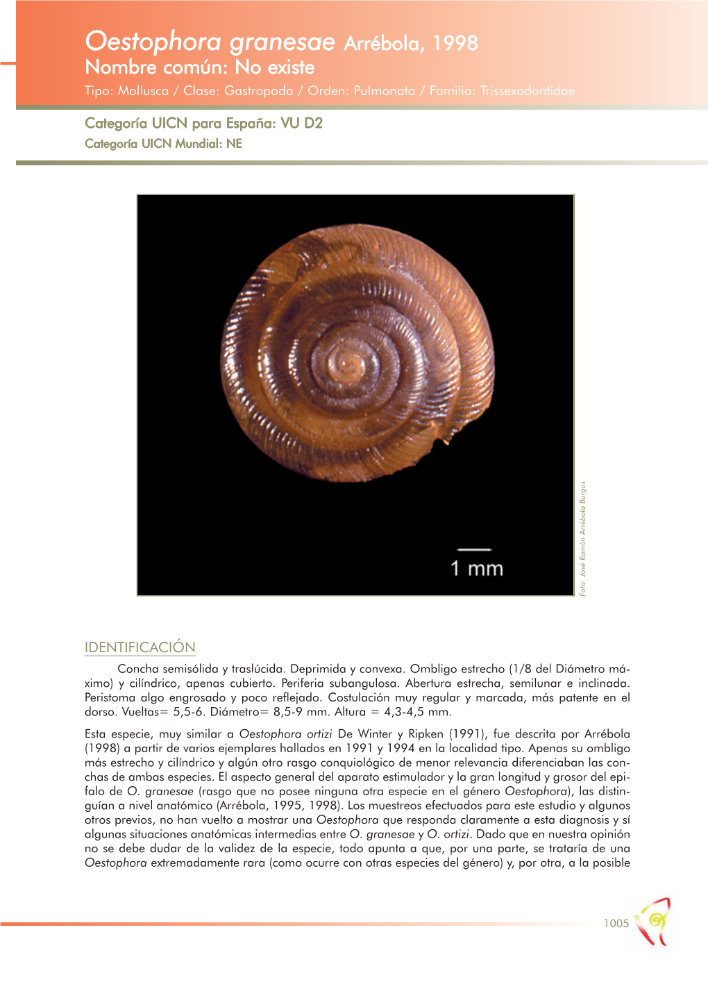 Oestophora Granesae Arrébola, 1998 Nombre Común: No Existe Tipo: Mollusca / Clase: Gastropoda / Orden: Pulmonata / Familia: Trissexodontidae