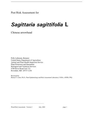 Sagittaria Sagittifolia L