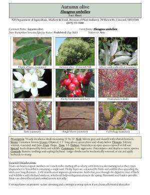 Autumn Olive Elaeagnusoriental Bittersweet Umbellata Control Guidelines Fact Sheet
