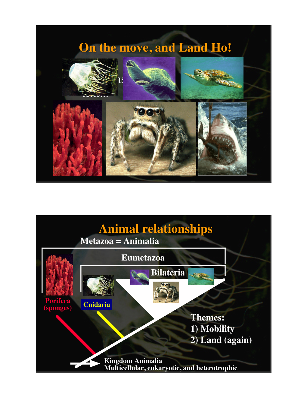 Animal Relationships Metazoa = Animalia Eumetazoa Bilateria