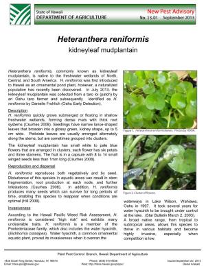 Heteranthera Reniformis Kidneyleaf Mudplantain