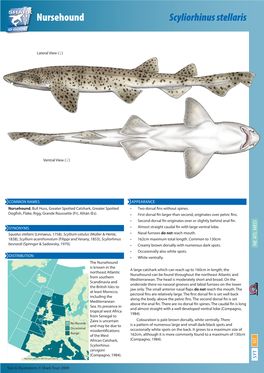 Nursehound Scyliorhinus Stellaris