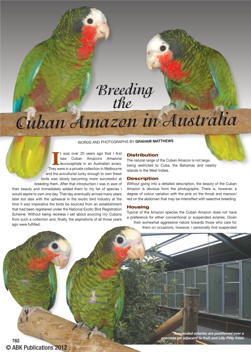 Cuban Amazon in Australia