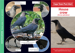 House Crow (Corvus Splendens) (Corvus Splendens)