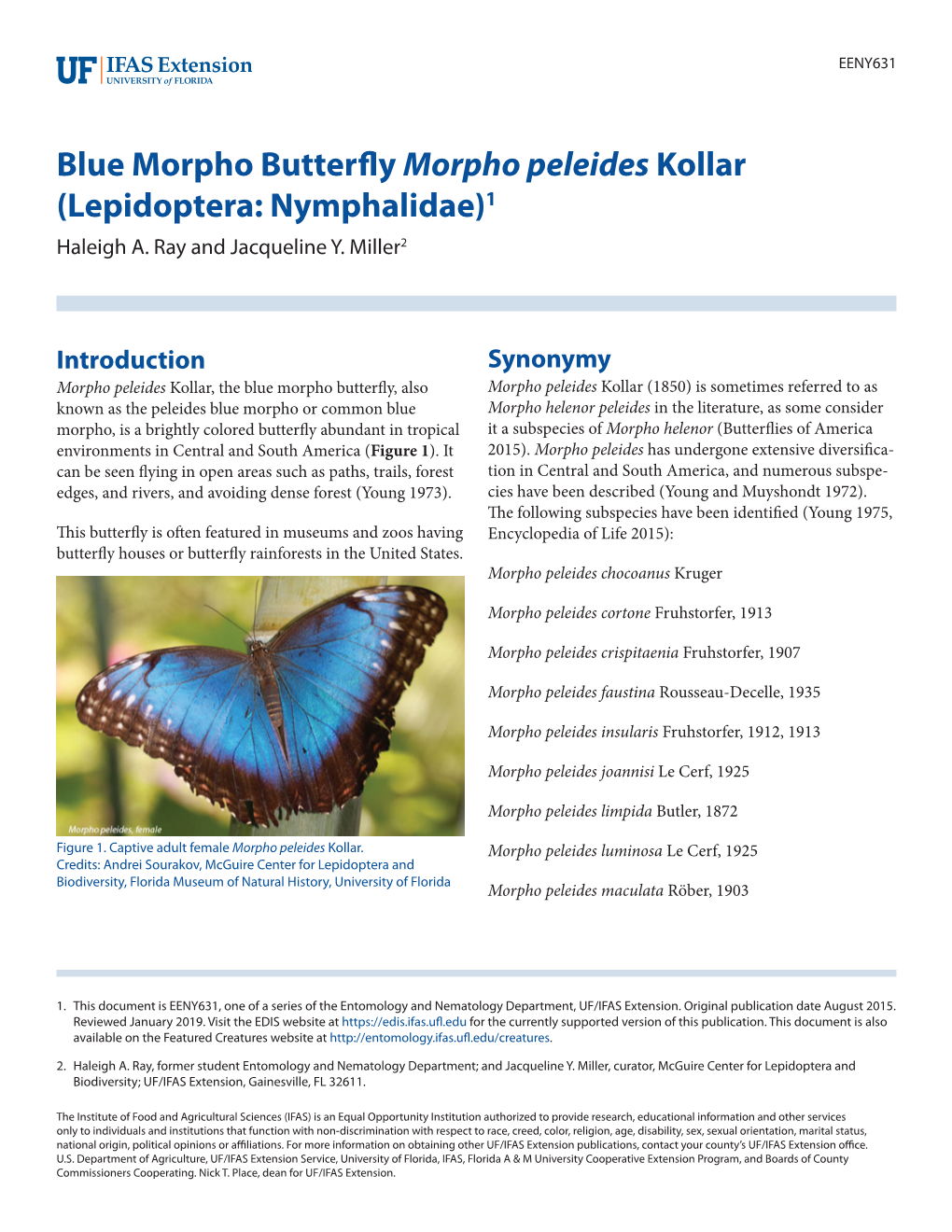 Blue Morpho Butterfly Morpho Peleides Kollar (Lepidoptera: Nymphalidae)1