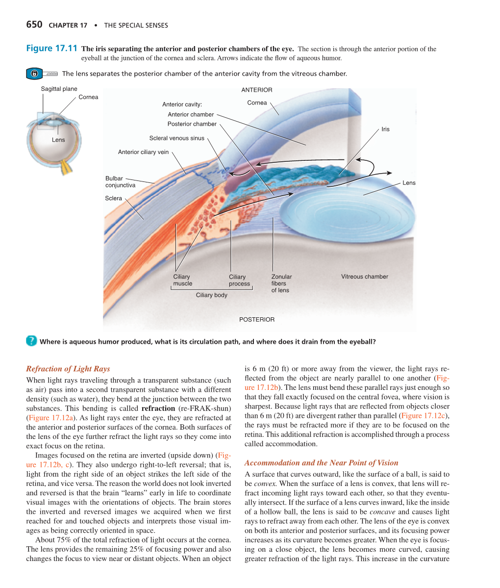 Accommodation and the Near Point of Vision Refraction of Light Rays