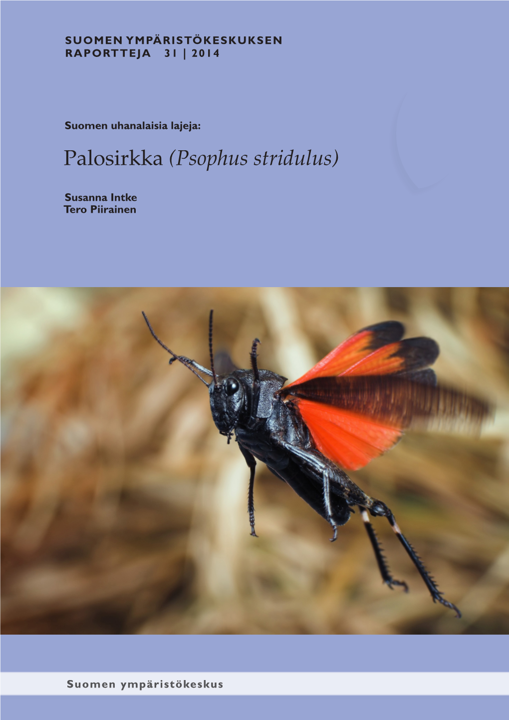 Palosirkka (Psophus Stridulus)