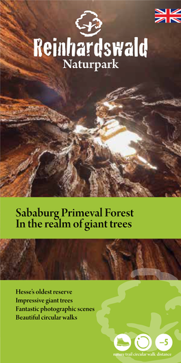 Sababurg Primeval Forest in the Realm of Giant Trees Park